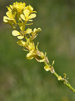 Rapistrum rugosum