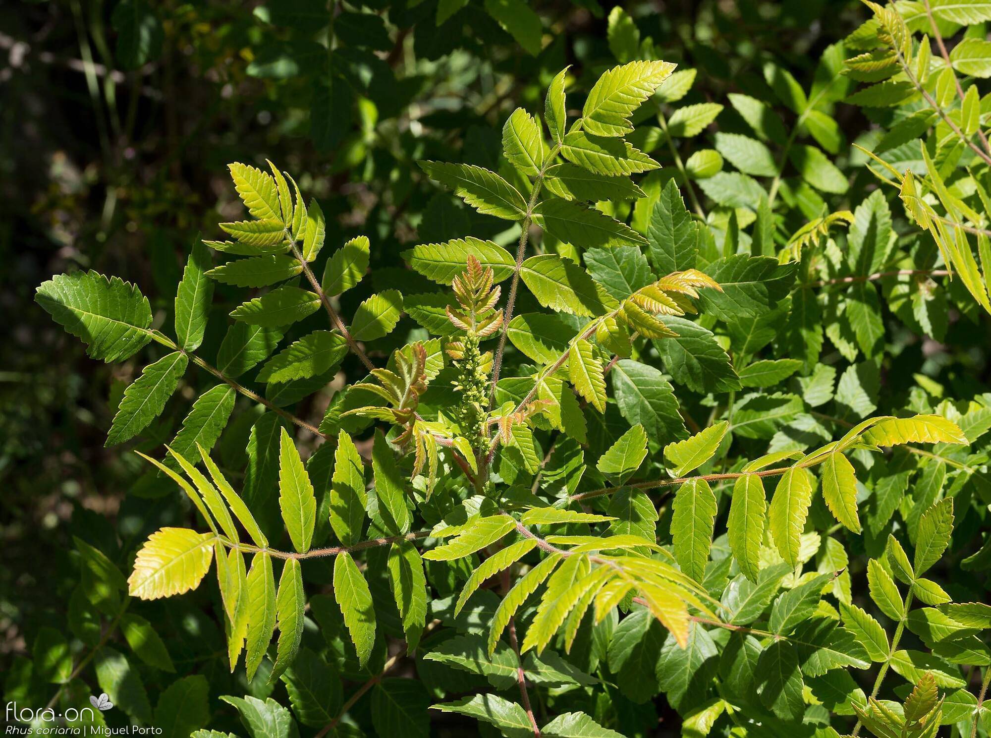 Rhus coriaria - Folha (geral) | Miguel Porto; CC BY-NC 4.0