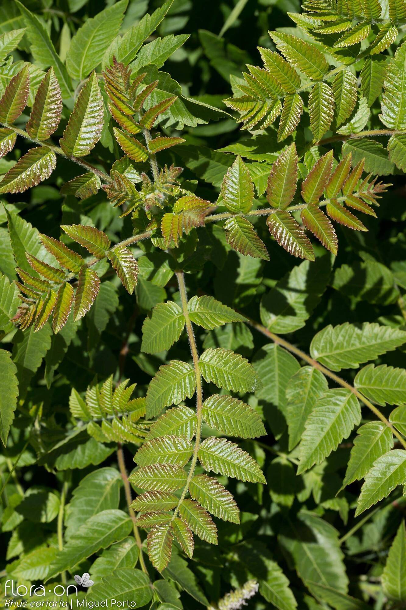 Rhus coriaria - Folha (geral) | Miguel Porto; CC BY-NC 4.0