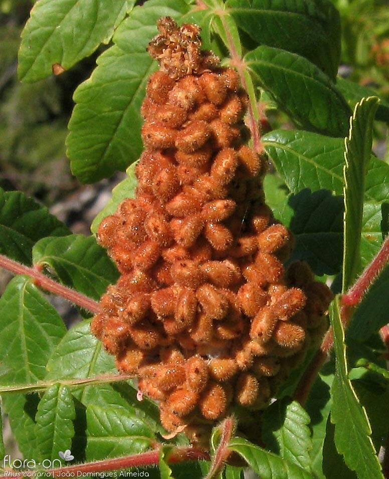 Rhus coriaria - Fruto | João Domingues Almeida; CC BY-NC 4.0