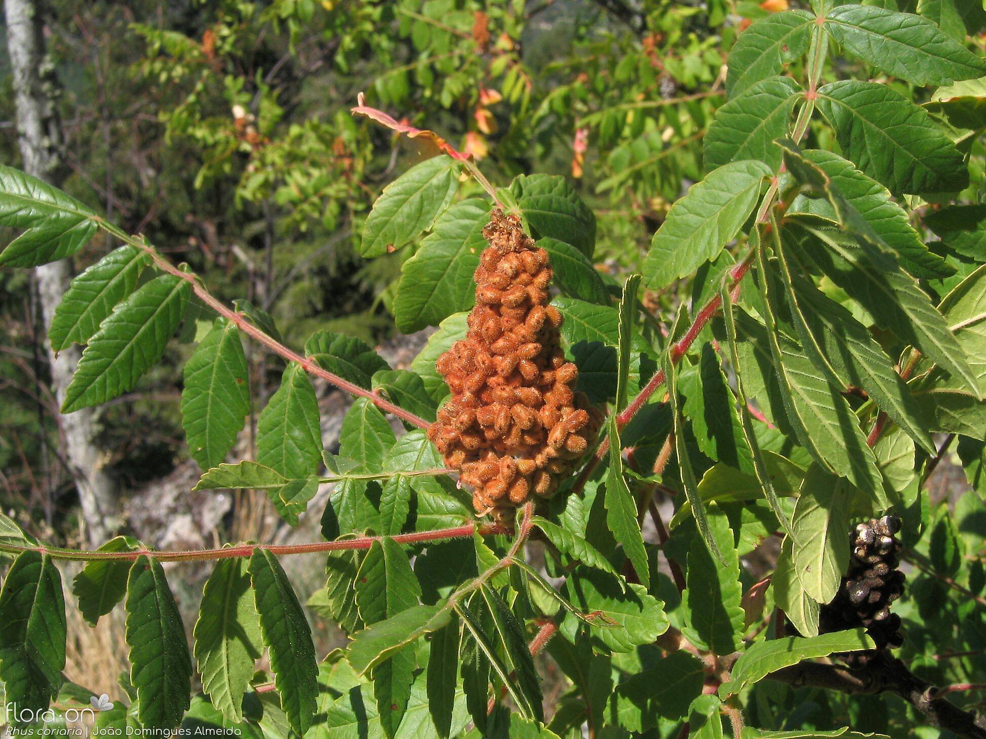 Rhus coriaria - Fruto | João Domingues Almeida; CC BY-NC 4.0