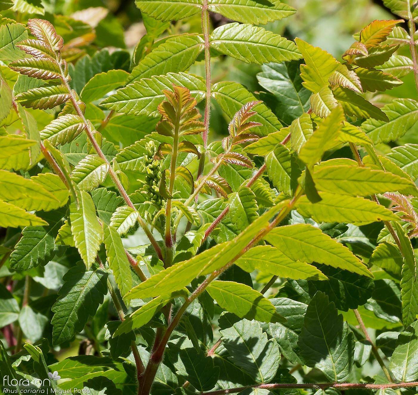 Rhus coriaria - Folha (geral) | Miguel Porto; CC BY-NC 4.0