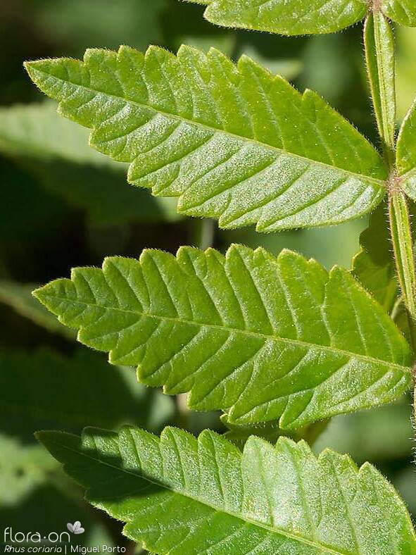 Rhus coriaria - Folíolo | Miguel Porto; CC BY-NC 4.0