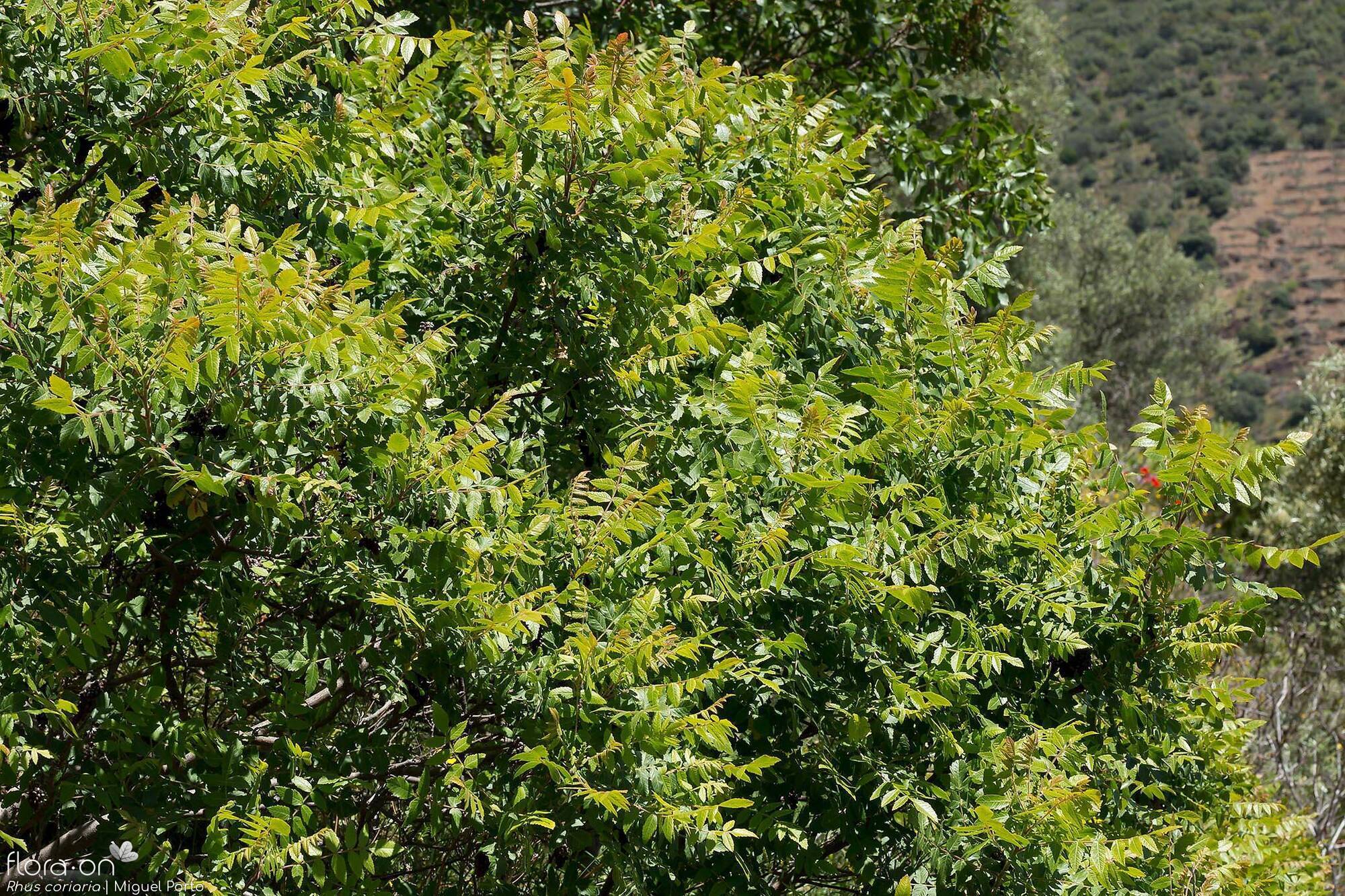 Rhus coriaria - Hábito | Miguel Porto; CC BY-NC 4.0