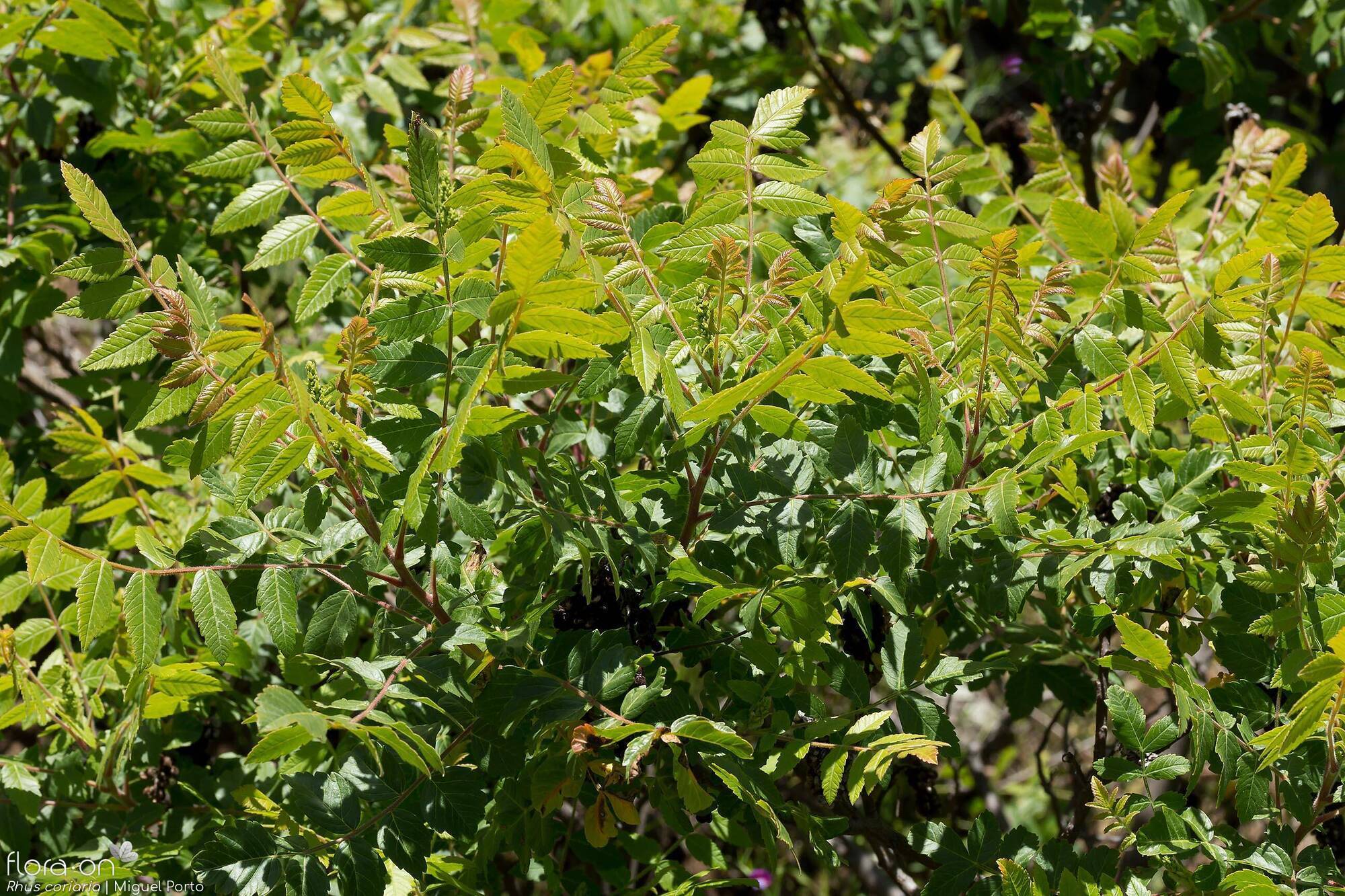Rhus coriaria - Folha (geral) | Miguel Porto; CC BY-NC 4.0