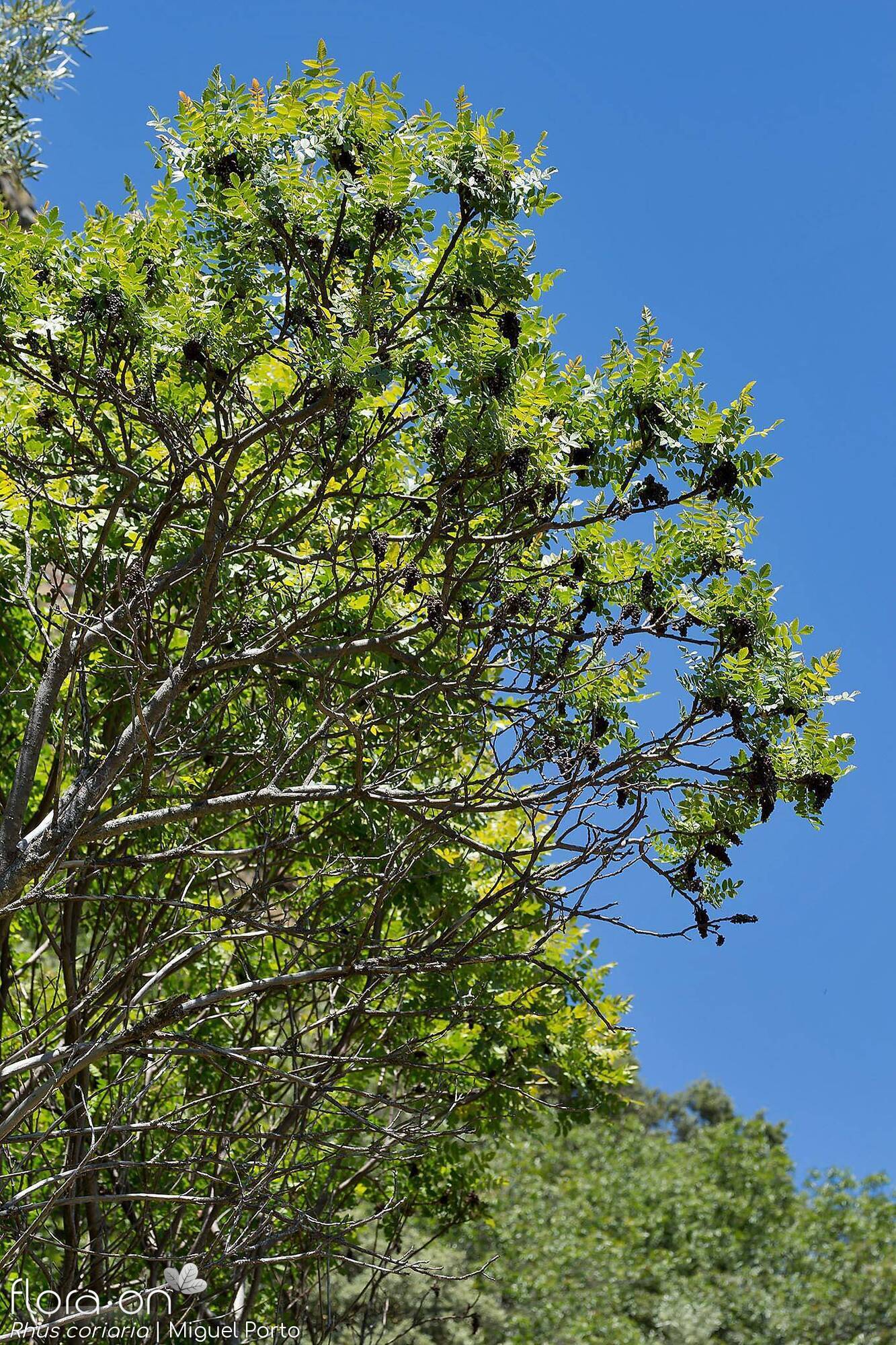 Rhus coriaria - Hábito | Miguel Porto; CC BY-NC 4.0