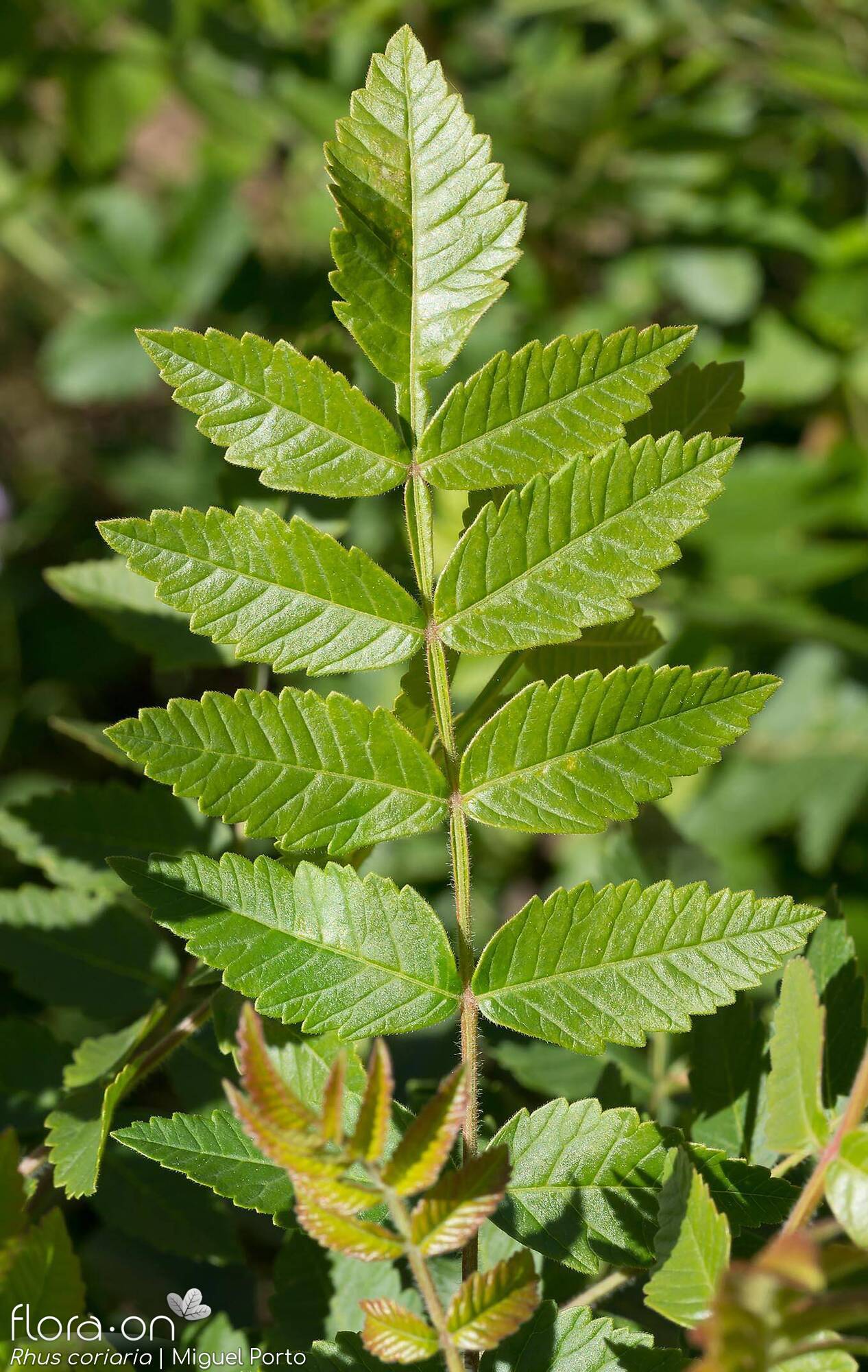 Rhus coriaria - Folha | Miguel Porto; CC BY-NC 4.0