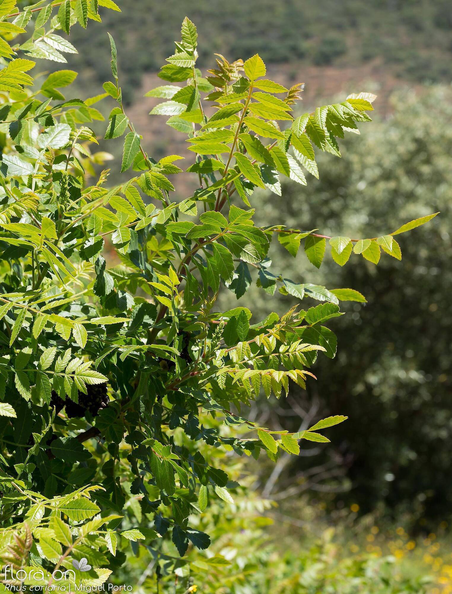 Rhus coriaria - Folha (geral) | Miguel Porto; CC BY-NC 4.0