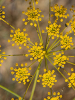 Ridolfia segetum