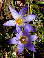Romulea bulbocodium