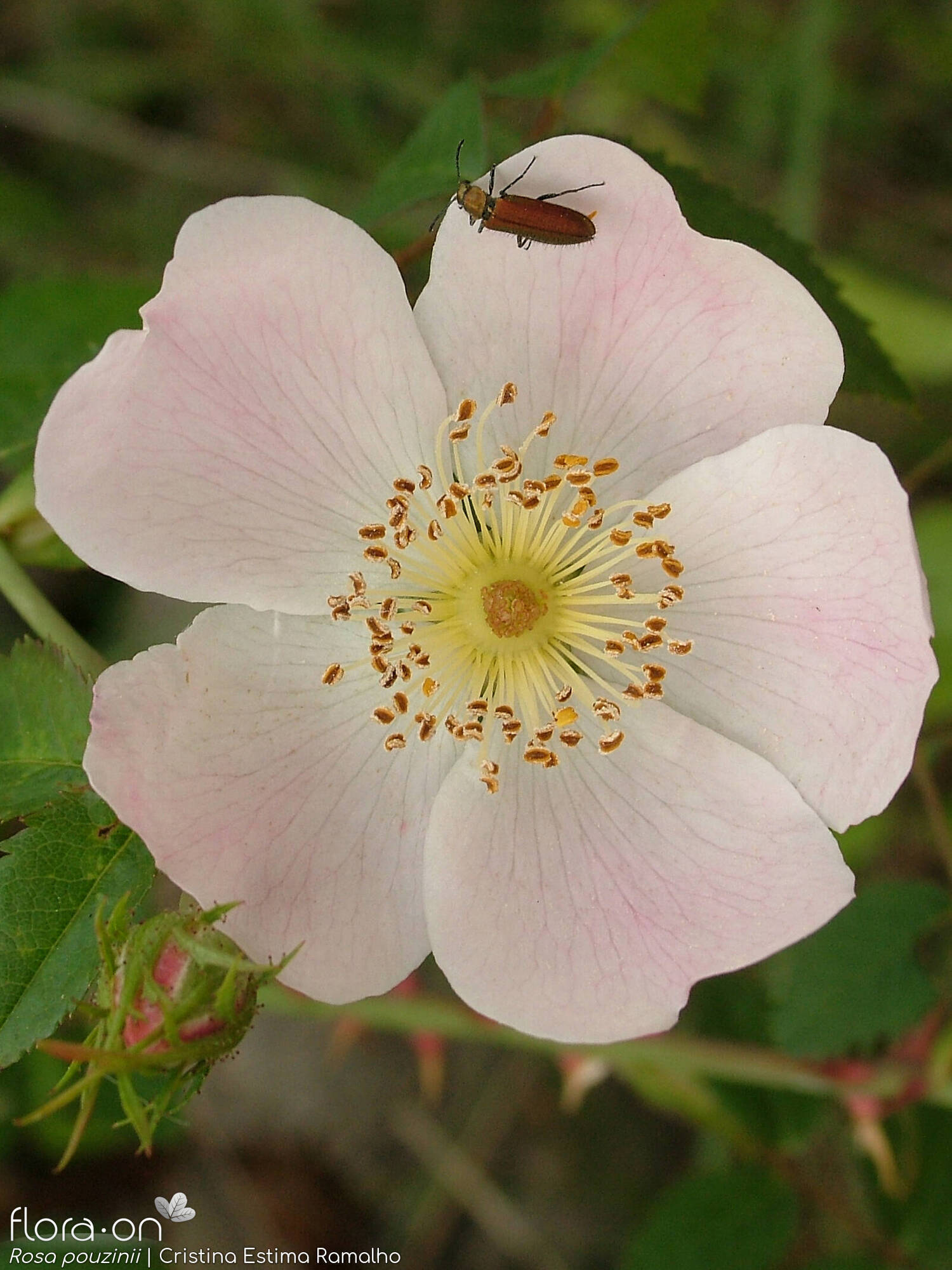 Rosa pouzinii
