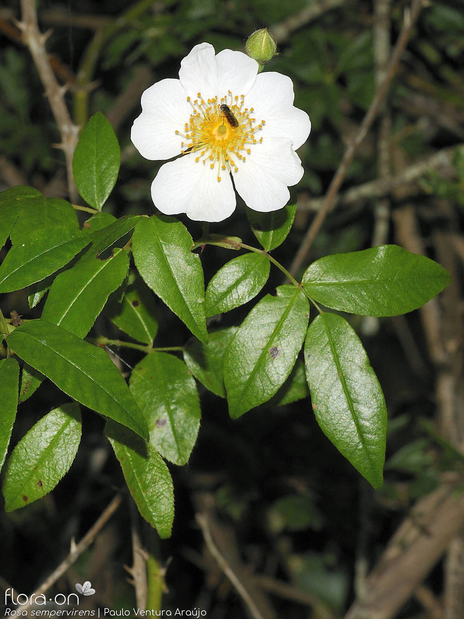 Rosa sempervirens