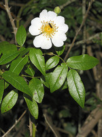Rosa sempervirens