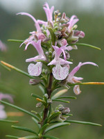 Rosmarinus officinalis