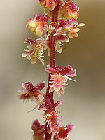 Rumex bucephalophorus