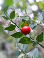 Ruscus aculeatus