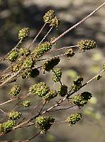 Sanguisorba hybrida