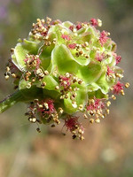 Sanguisorba verrucosa