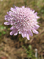 Scabiosa atropurpurea