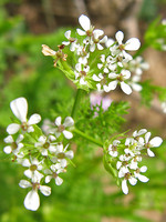 Scandix pecten-veneris