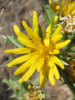 Scolymus hispanicus