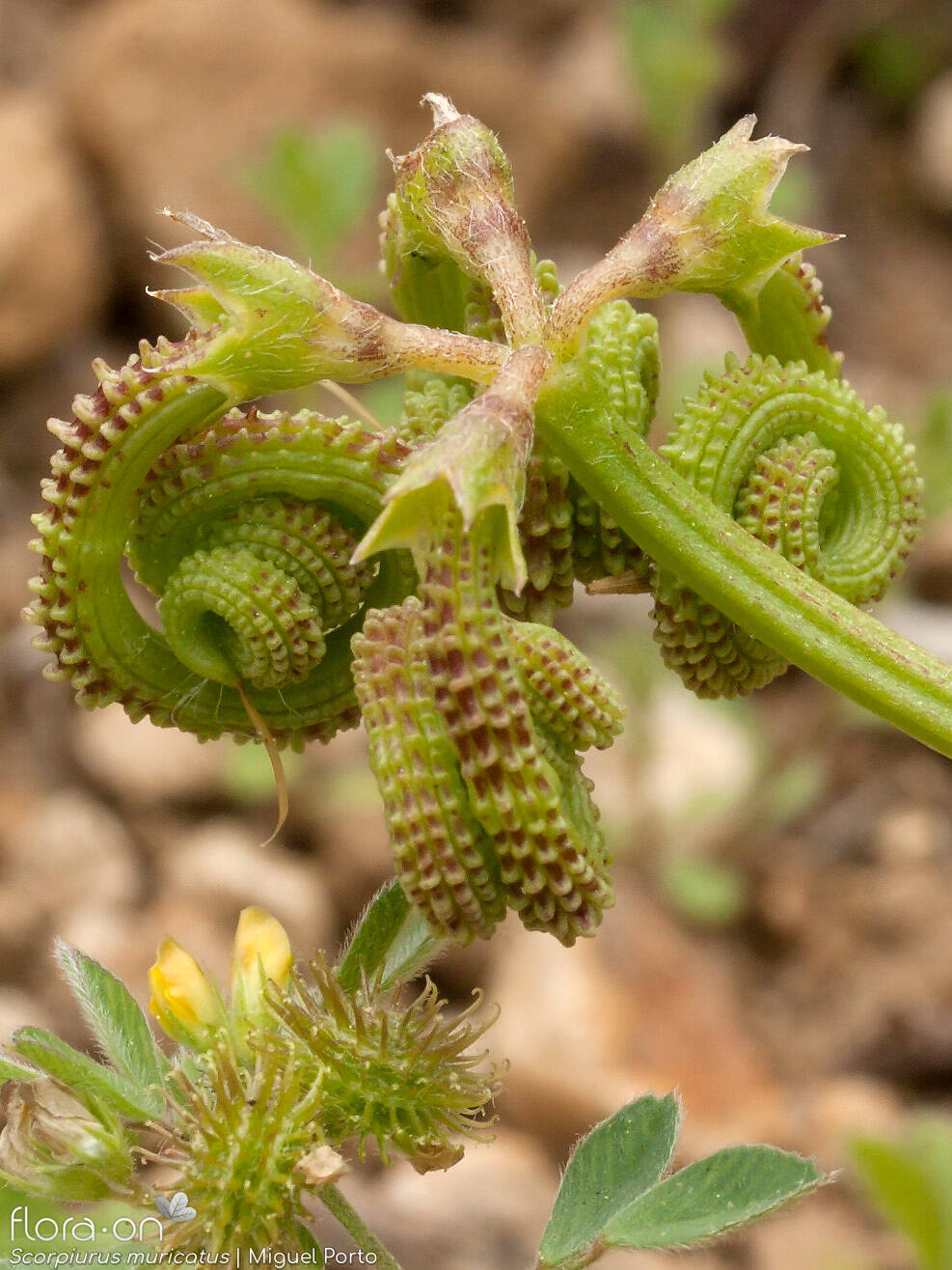 Scorpiurus muricatus - Fruto | Miguel Porto; CC BY-NC 4.0