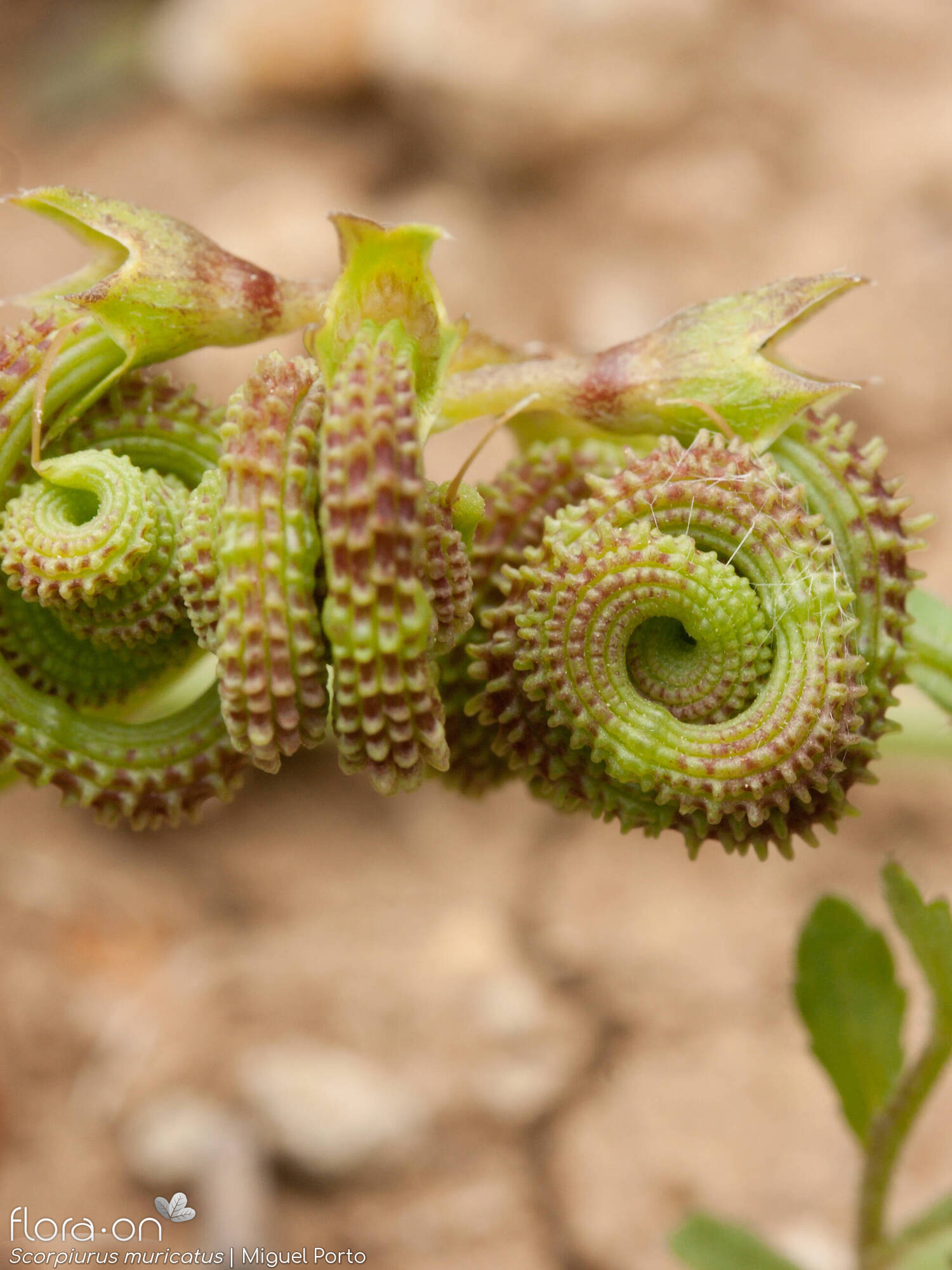 Scorpiurus muricatus - Fruto | Miguel Porto; CC BY-NC 4.0