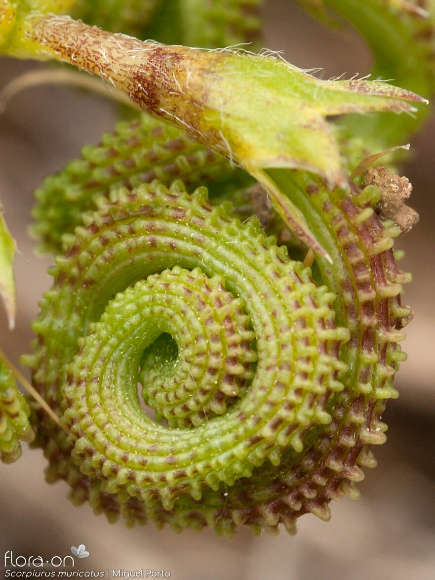 Scorpiurus muricatus - Fruto | Miguel Porto; CC BY-NC 4.0