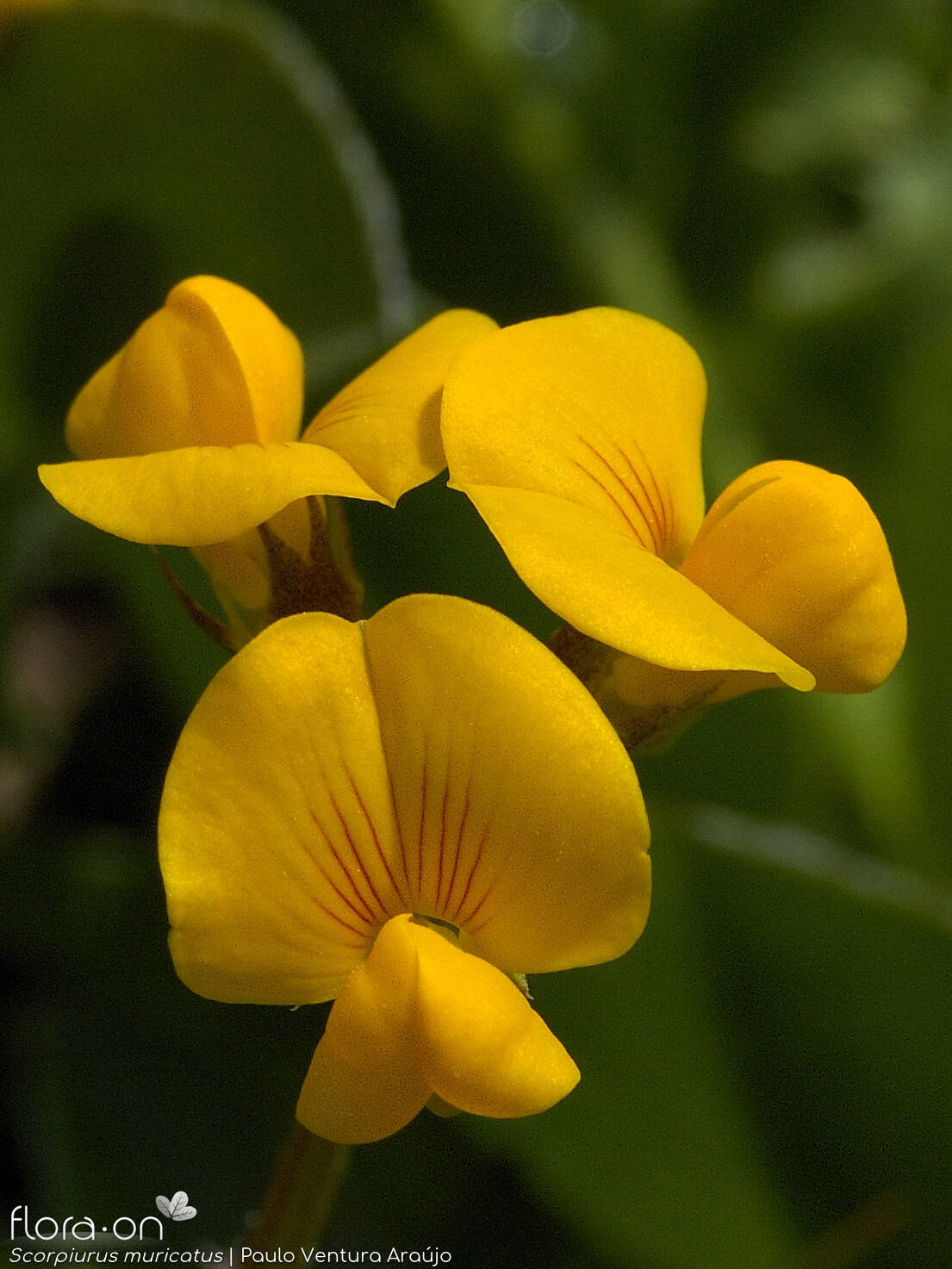 Scorpiurus muricatus - Flor (geral) | Paulo Ventura Araújo; CC BY-NC 4.0