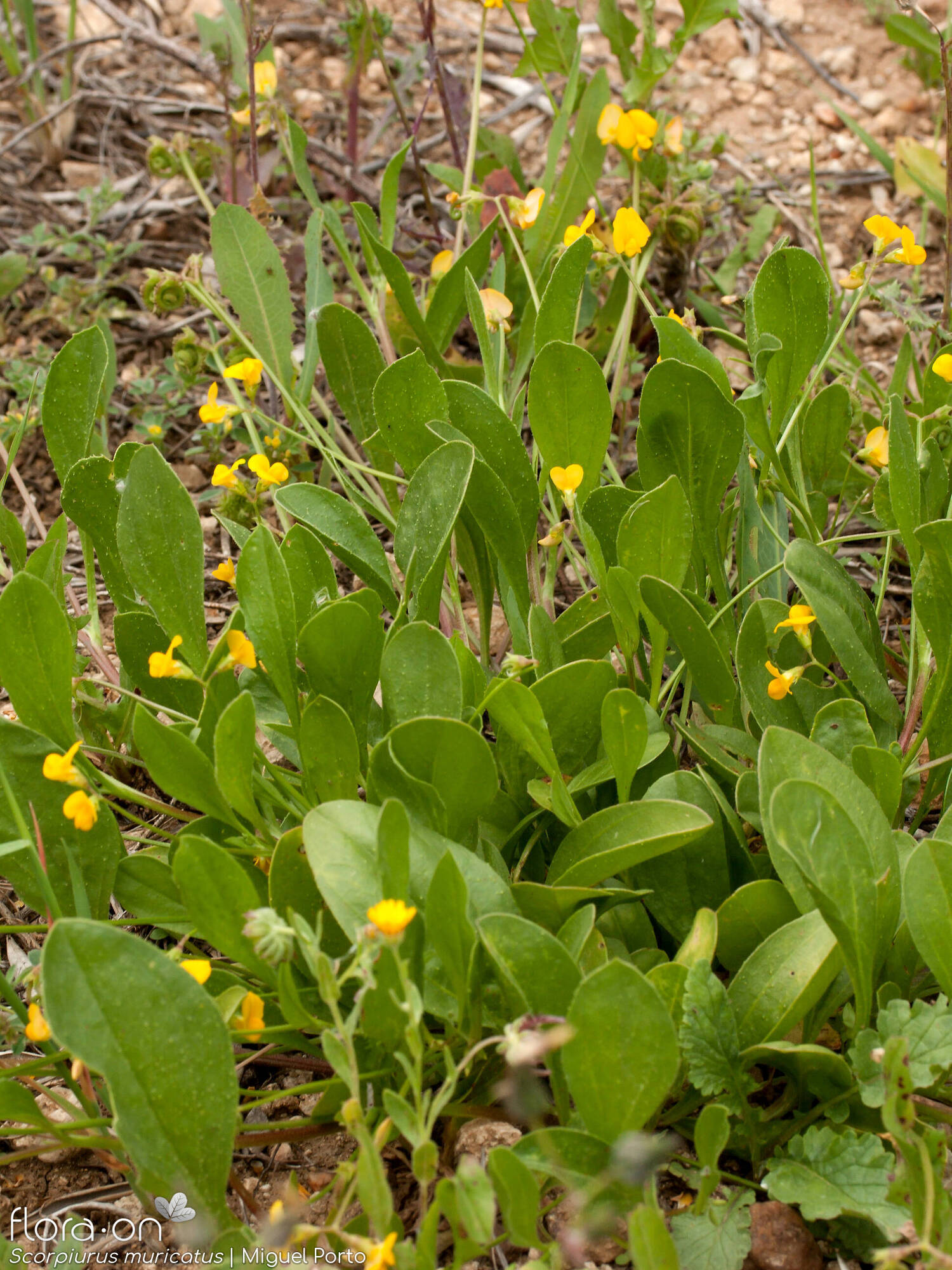 Scorpiurus muricatus - Hábito | Miguel Porto; CC BY-NC 4.0