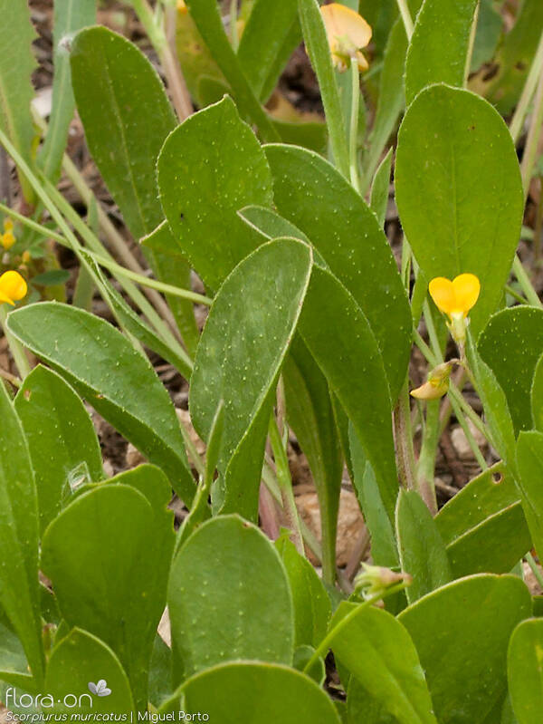 Scorpiurus muricatus - Folha | Miguel Porto; CC BY-NC 4.0