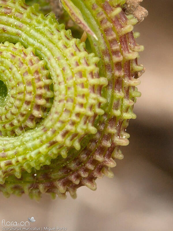 Scorpiurus muricatus - Fruto | Miguel Porto; CC BY-NC 4.0
