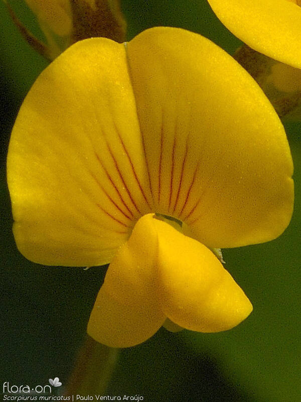 Scorpiurus muricatus - Flor (close-up) | Paulo Ventura Araújo; CC BY-NC 4.0