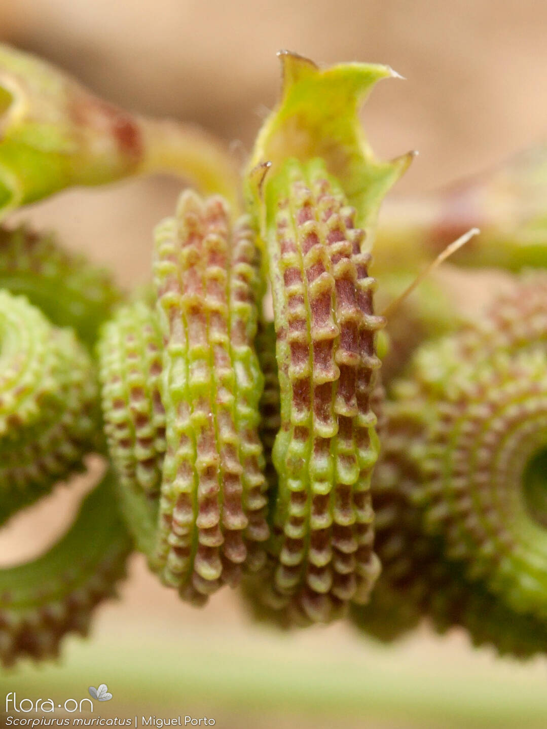 Scorpiurus muricatus - Fruto | Miguel Porto; CC BY-NC 4.0