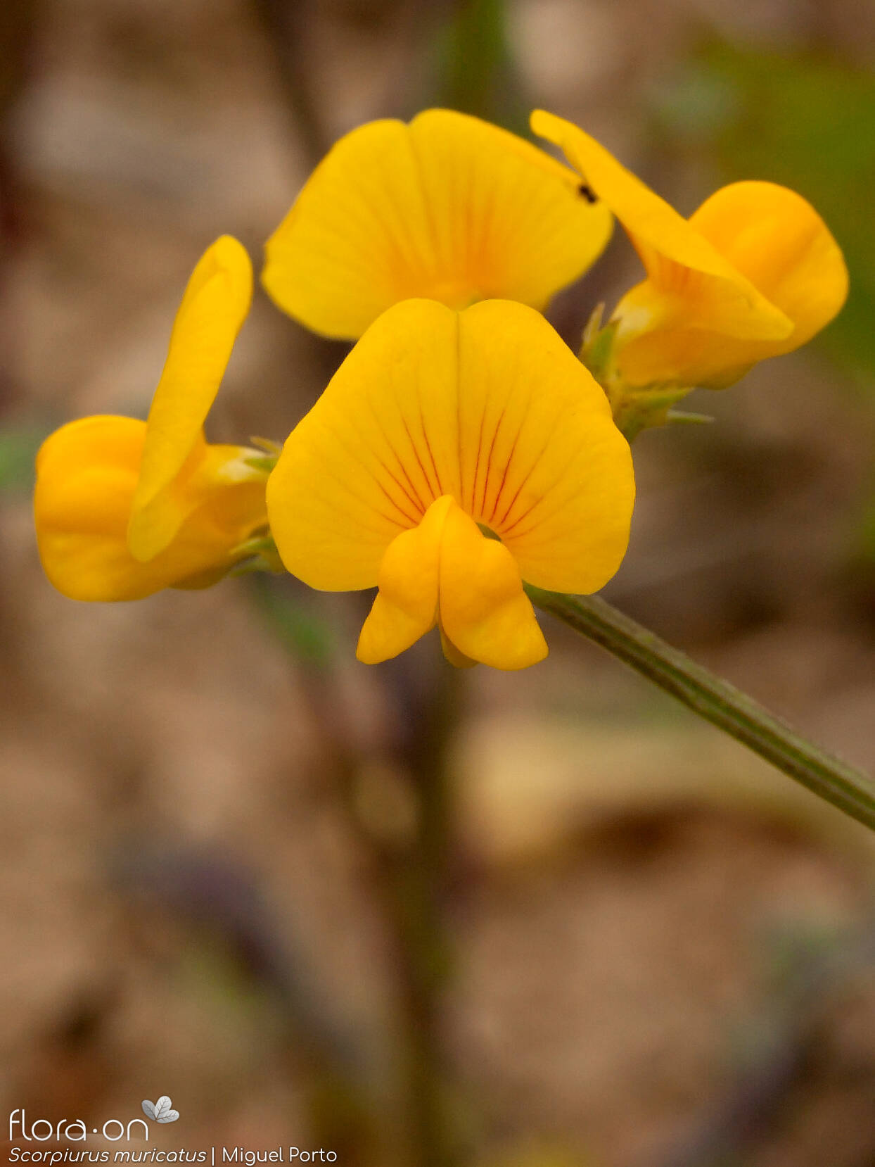Scorpiurus muricatus - Flor (geral) | Miguel Porto; CC BY-NC 4.0