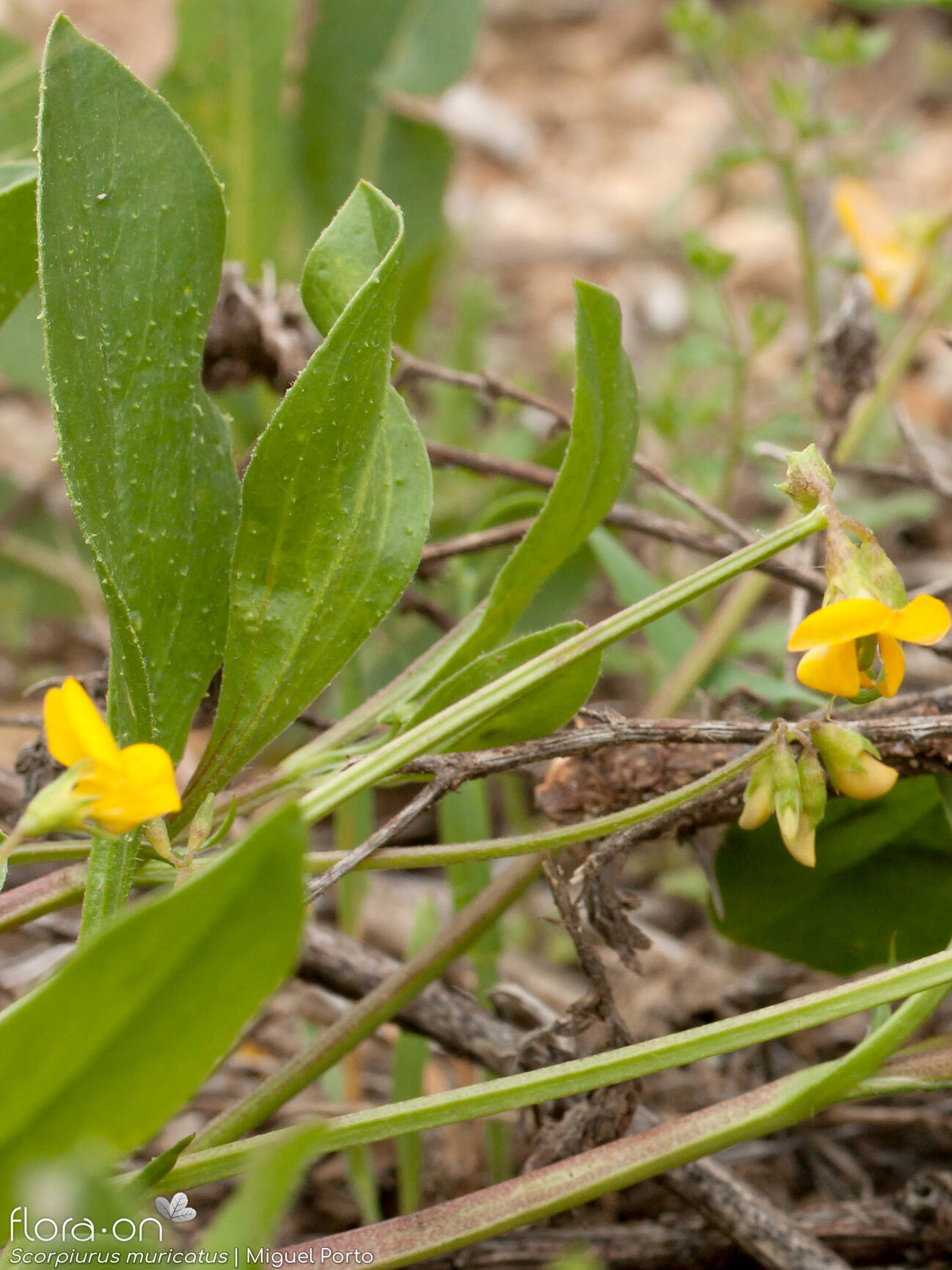 Scorpiurus muricatus - Flor (geral) | Miguel Porto; CC BY-NC 4.0