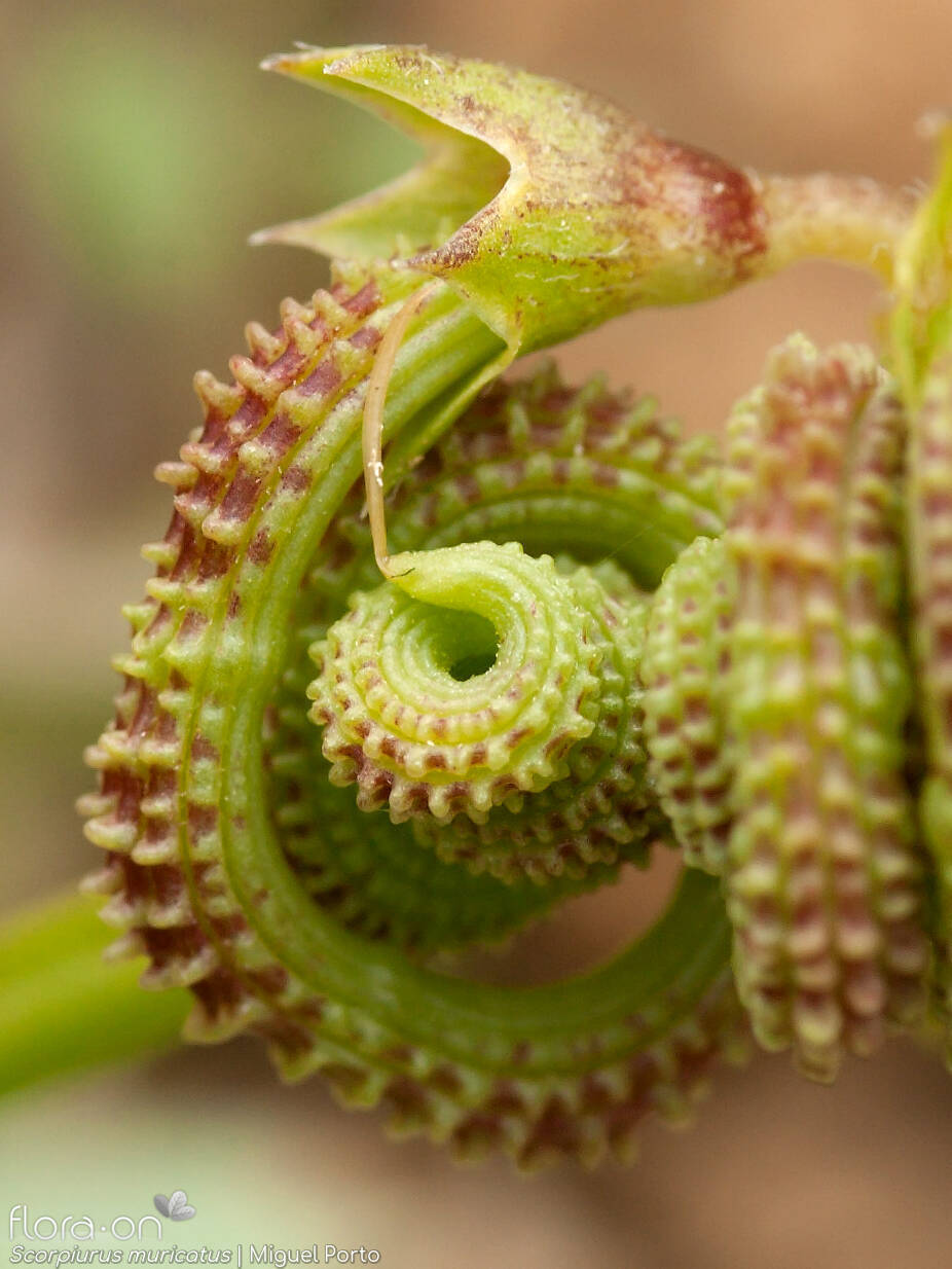 Scorpiurus muricatus - Cálice | Miguel Porto; CC BY-NC 4.0