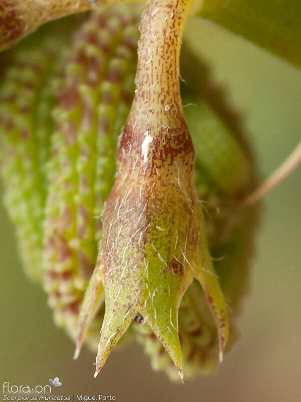 Scorpiurus muricatus - Cálice | Miguel Porto; CC BY-NC 4.0