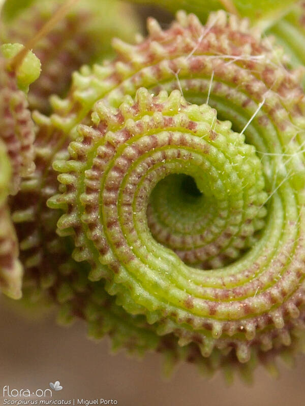 Scorpiurus muricatus - Fruto | Miguel Porto; CC BY-NC 4.0