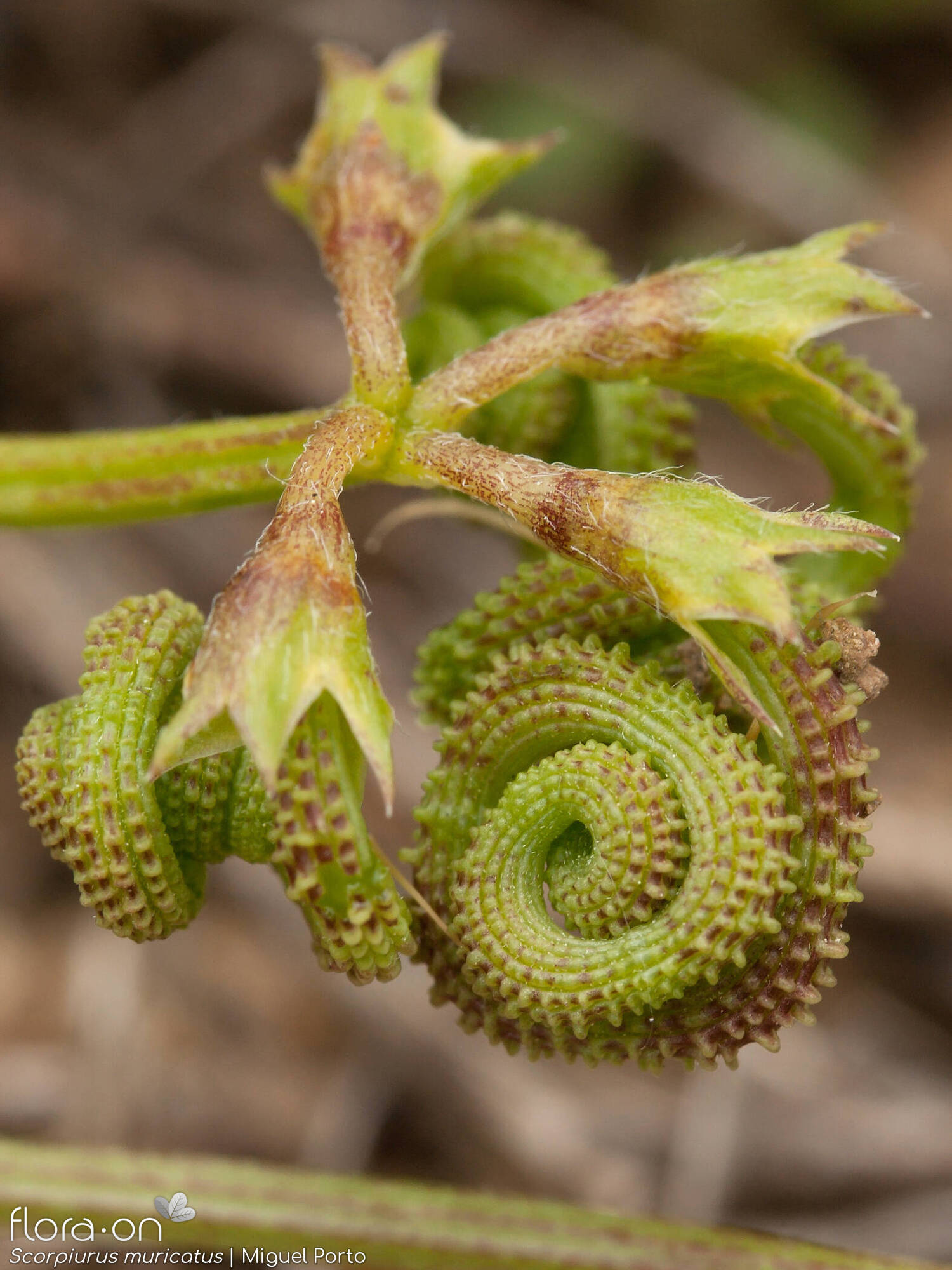 Scorpiurus muricatus - Fruto | Miguel Porto; CC BY-NC 4.0