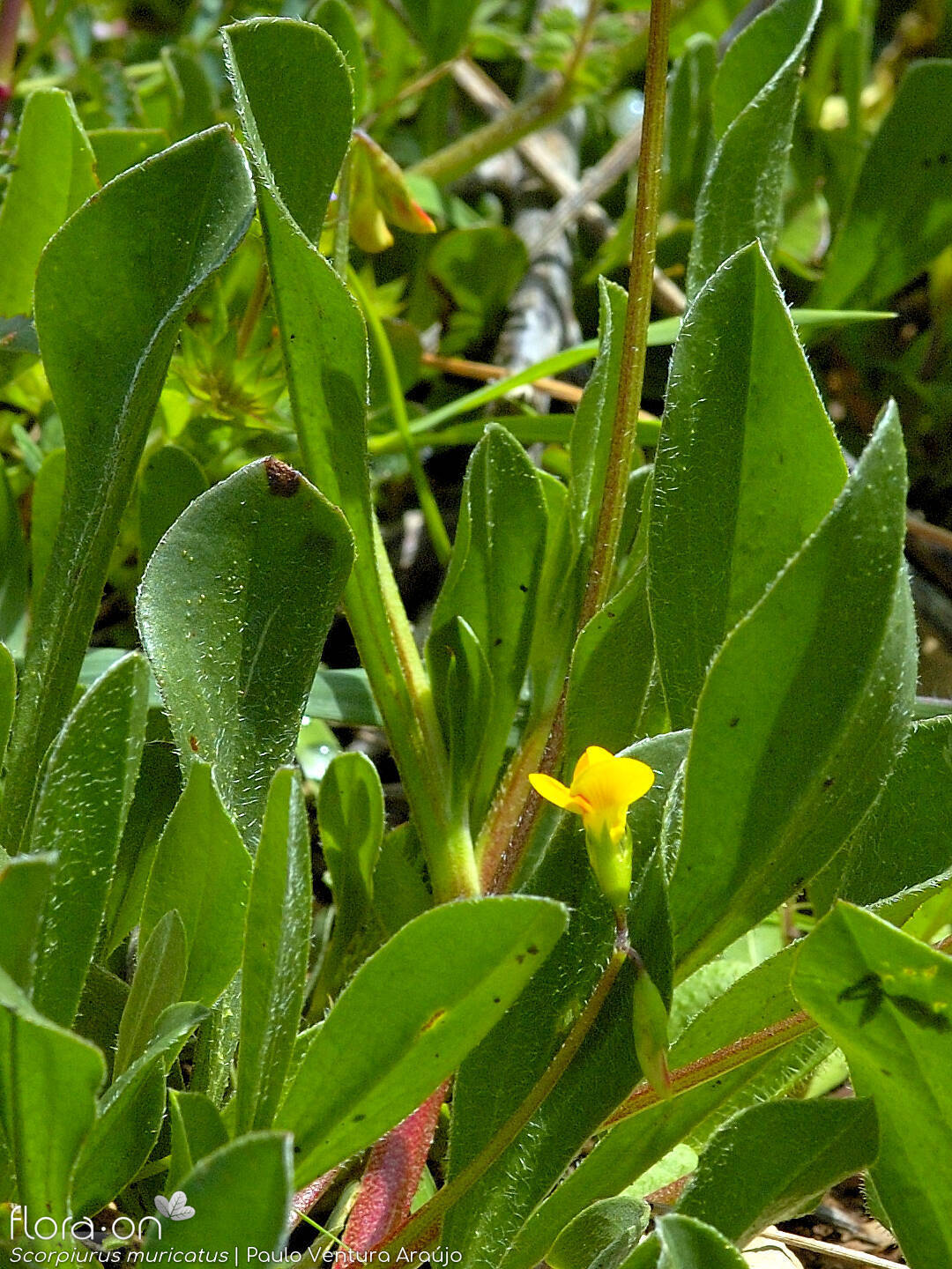 Scorpiurus muricatus - Folha (geral) | Paulo Ventura Araújo; CC BY-NC 4.0