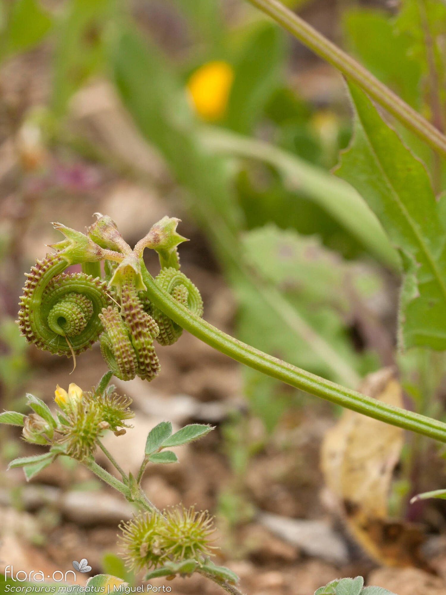 Scorpiurus muricatus - Fruto | Miguel Porto; CC BY-NC 4.0