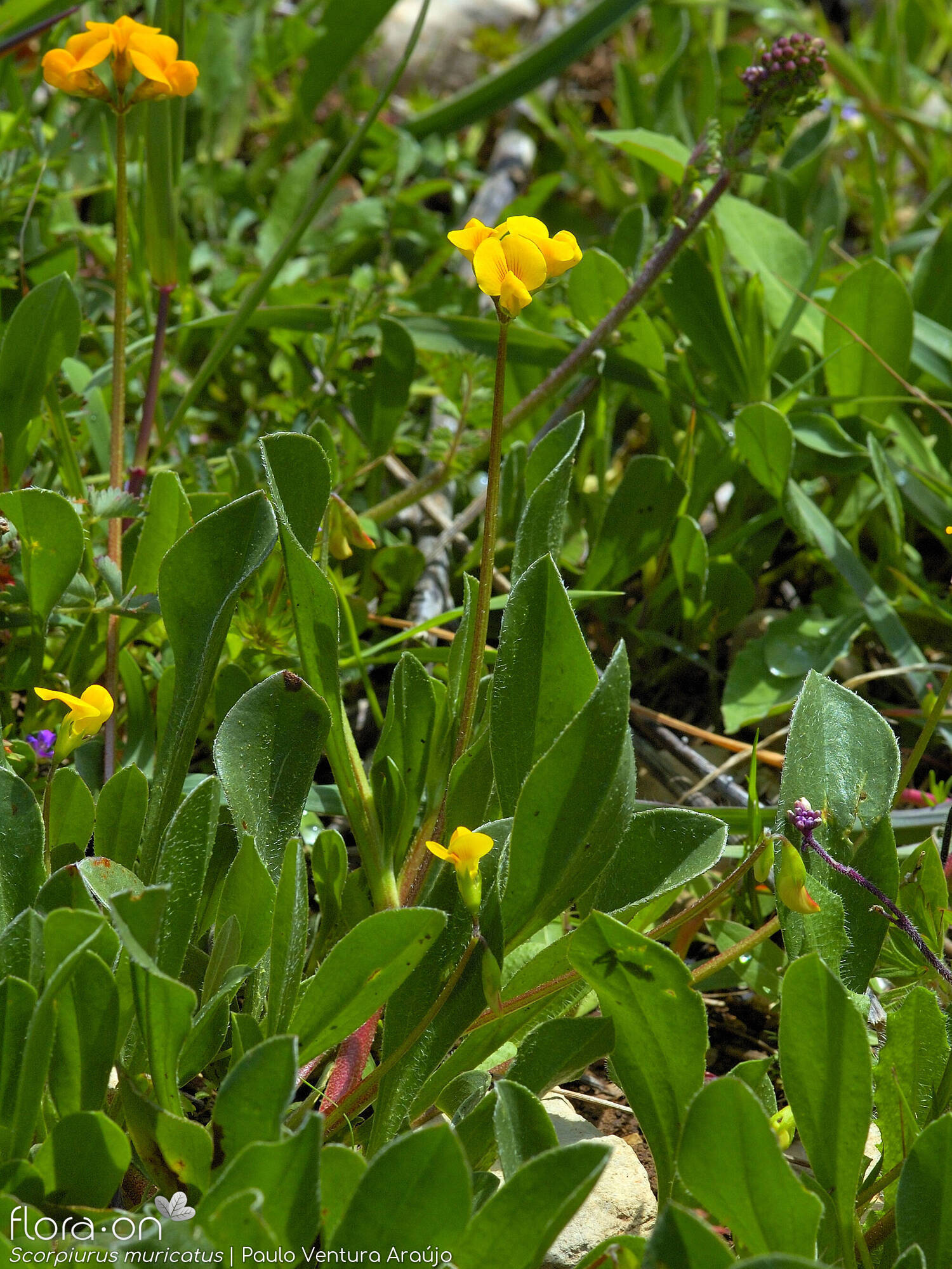 Scorpiurus muricatus - Folha (geral) | Paulo Ventura Araújo; CC BY-NC 4.0
