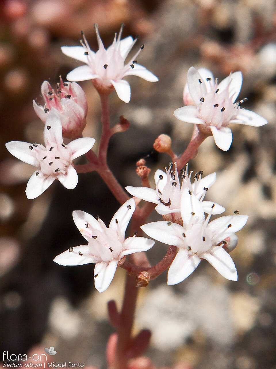 Sedum album