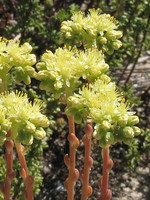 Sedum sediforme