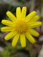 Senecio minutus