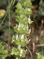 Sideritis hirsuta