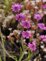 Silene scabriflora
