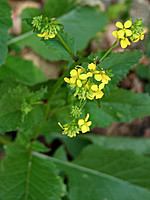 Sinapis arvensis