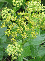 Smyrnium olusatrum